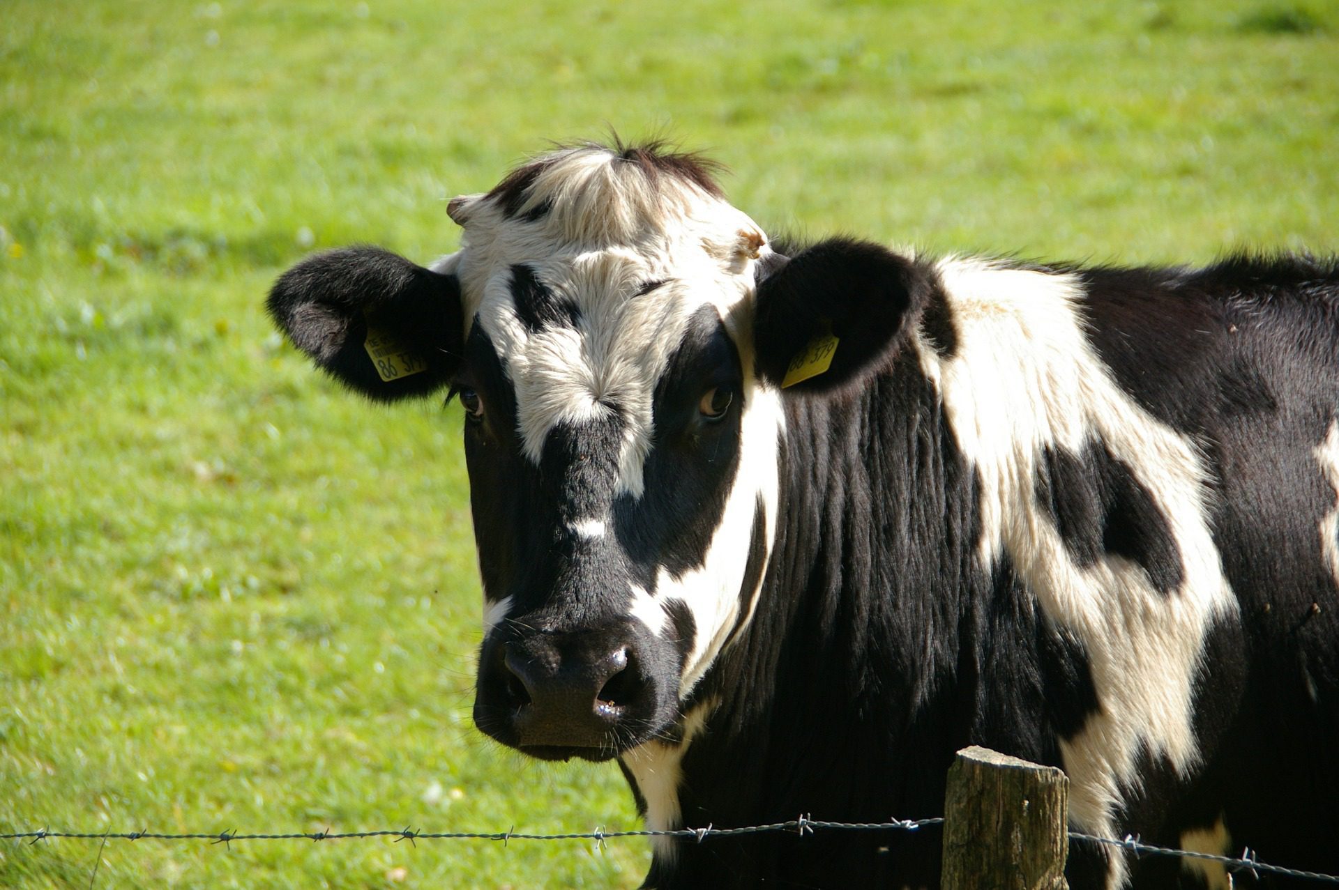 cow-234835_1920